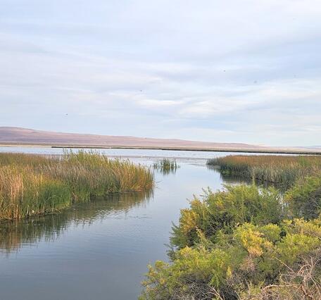 A narrow stream of slow-moving water flows around grasses and brush