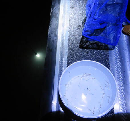 A dim light is visible deep under water with a blue dip-net and a bowl on the gunwale of a small vessel