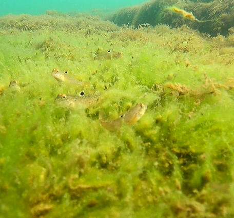 Small gobies hiding a path of bright green algae