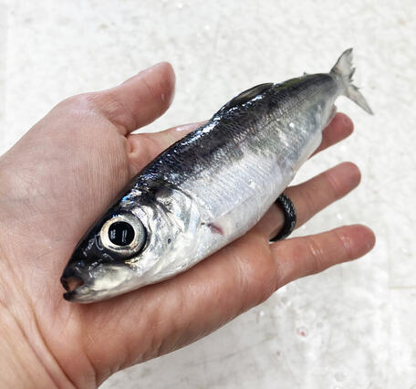 An alewife in a hand