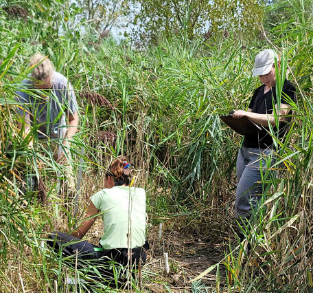 Three researchers in Phragmites stand collecting data