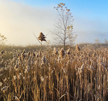 A field covered in Phragmites with a few saplings on a sunny morning.