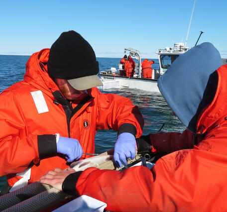 Two researchers in cold-weather gear implanting an acoustic tag into a fish on a small vessel on a lake.
