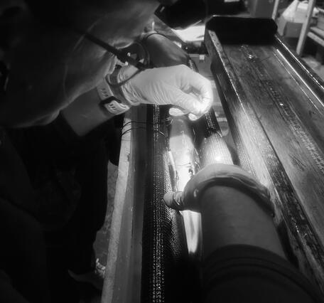 Black and white image of suturing a small fish after implanting a telemetry tag.