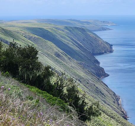 Trees growing on a slope above the ocean on San Clemente Island, CA Channel Island National Park