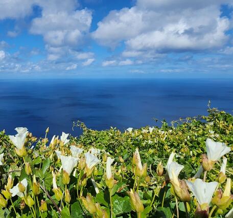 White flowers of Island morning glory (Calystegia macrostegia) blooms on a hillside above the ocean on San Clemente Island
