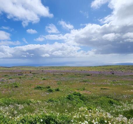 Grasses and native purple and white flowers stretch across a green meadow on San Clemente Island, Channel Islands