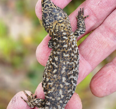 A brown and black mottled island night lizard in someone's hands
