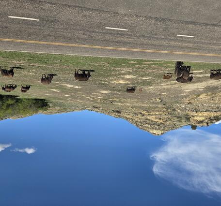 a herd of about twenty bison graze in front of a hill and alongside a road