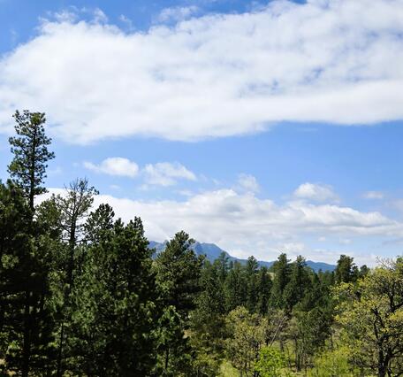 picture of trees with mountains in the background
