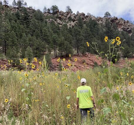 A USGS scientist walks through a field of sunflowers to access a streamgage