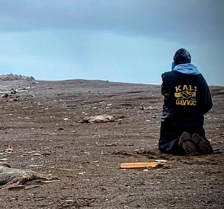 A person kneeling and looking towards a herd of walruses on land.