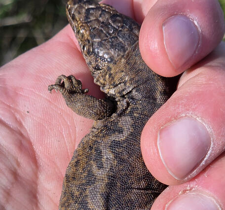 An island night lizard is held in someone's hand during population monitoring
