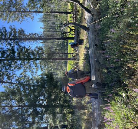 Three scientist carrying equipment through a stand of evergreen trees, heading towards a clearing 