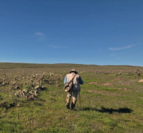 A scientist with a gear bag and hiking pole hikes along San Clemente Island near prickly pear during population monitoring