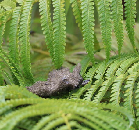 Color photograph of reticulite perched on fern