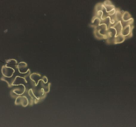 microscope image
