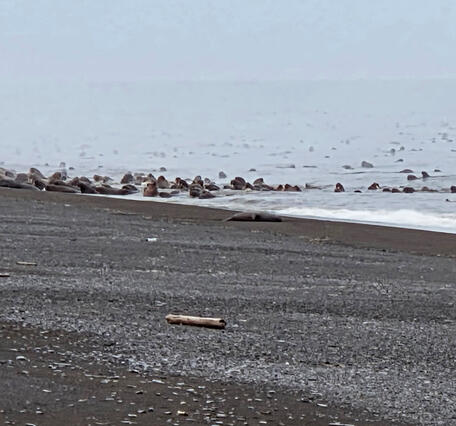 Herd of walrus on a beach and in the water.
