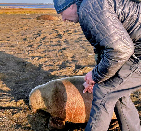 A man touches a walrus calf.