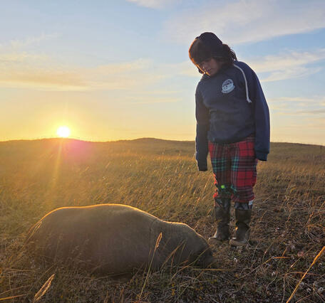 A girl looks at a walrus calf lying in grass.