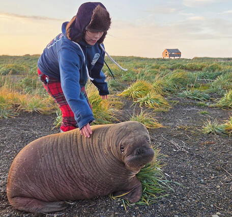 A girl in a fur hat touches a walrus calf