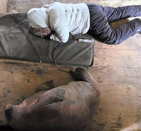 A girl sleeping next to a walrus calf.