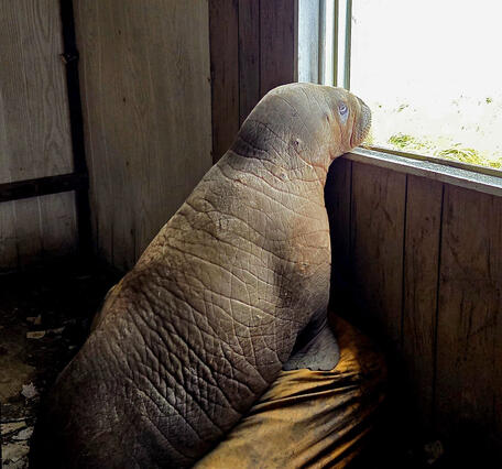 A walrus calf looks out the window of an abandoned building.