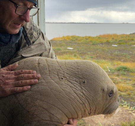 Man and walrus calf look outside a window.