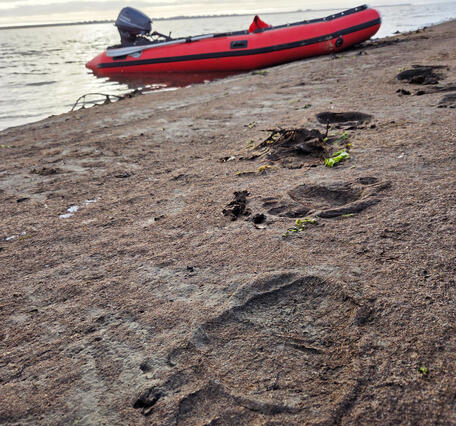 polar bear prints on a sandy beach