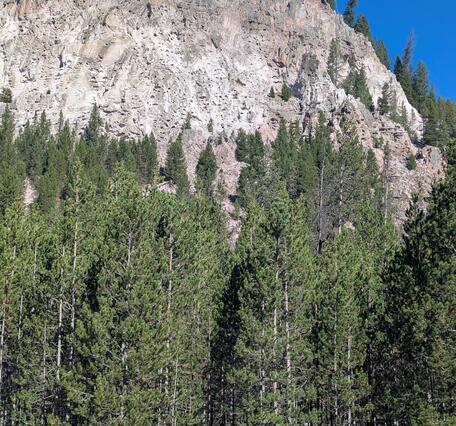 A pale pink rocky cliff with trees above and below under blue sky