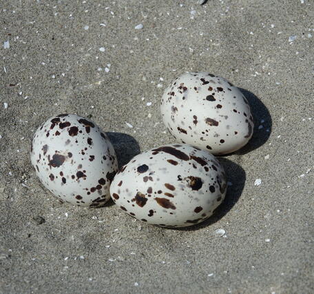 Black Skimmer (Rhynchops niger) nest scrape with eggs at Breton Island