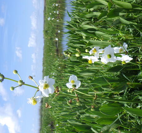 Flowering bulltongue marsh in Barataria Basin 