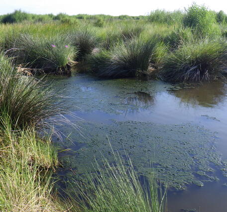 Marsh edge in Barataria Basin with cyanobacteria bloom