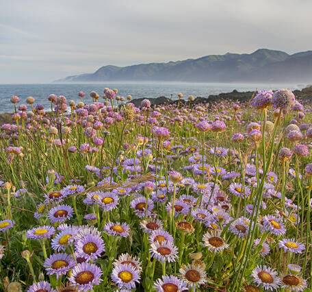 a field of purple flowers in front of an ocean coastline and cliffs