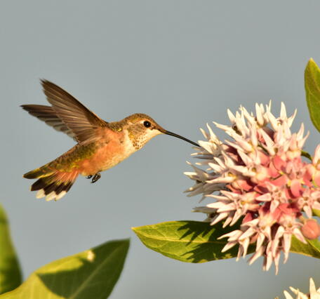 A green and orange hummingbird with black beak drinks from a milkweed flower