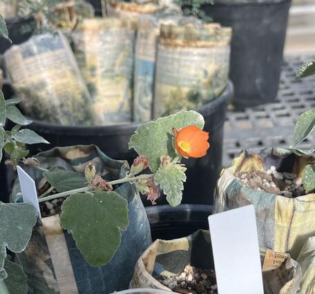 A close up photo of a native globemallow plant blooming, it has orange petals and is growing in a pot, there are other pots with plants growing in them in the background