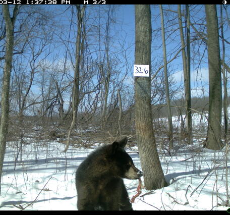 Black bear trail cam photo