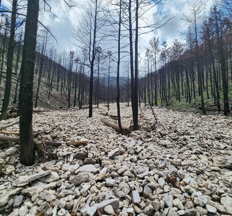 channel filled with cobbles and small burned with burned trees in channel