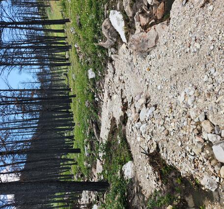mud, cobbles and small boulders in a channel that is surrounded by burned trees