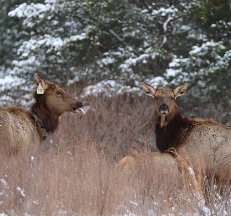 A cow elk with tongue sticking out at a second cow elk.