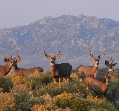 Mule deer (Odocoileus hemionus) in the western United States that are susceptible to chronic wasting disease