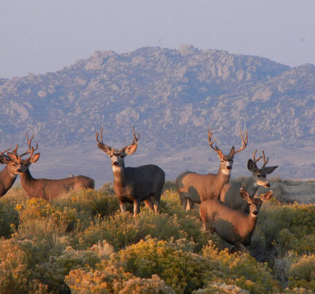 Mule deer (Odocoileus hemionus) in the western United States that are susceptible to chronic wasting disease