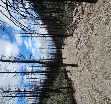 channel filled with mud and other sediment; burned trees within the channel and on the surrounding hillslope