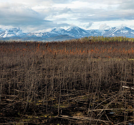 Blackened landscape with snow-capped mountains in distance