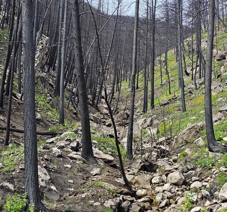 narrow channel surrounded by rocky hillslopes and burned trees