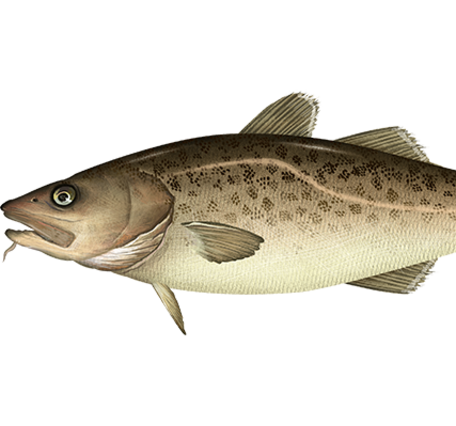 Graphic depiction of a brownish, grayish fish with dark speckles along its side