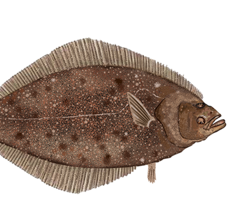 Graphic representation of a brownish, grayish flat fish