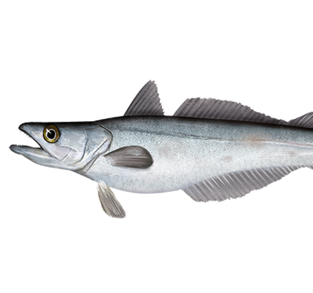 Graphic depiction of a silver, grayish, and black fish