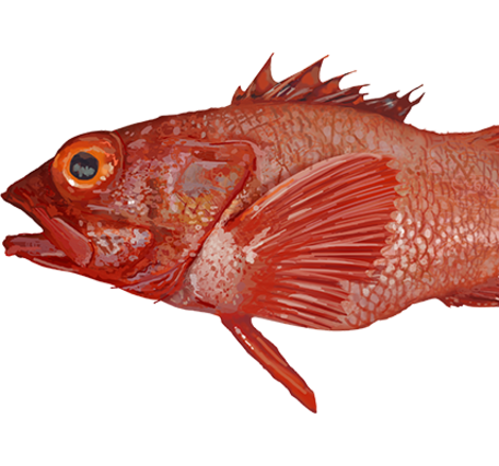 Graphic depiction of a reddish fish with large eyes