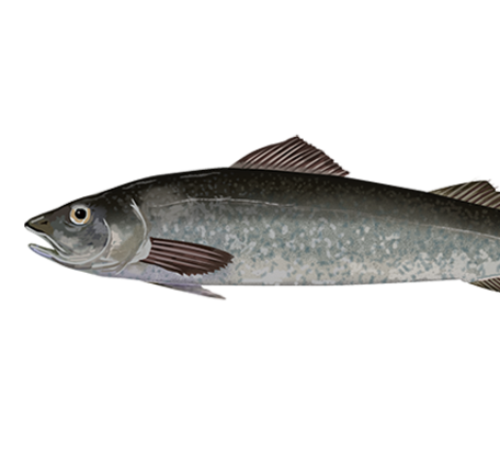 Graphic depiction of a gray, black and brown fish